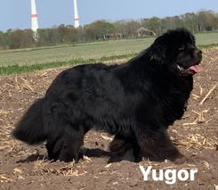 Yugor1