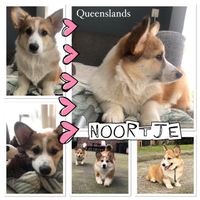Noortje - teefje