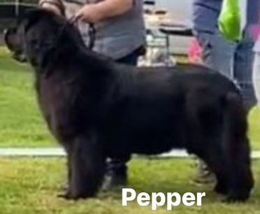 pepper