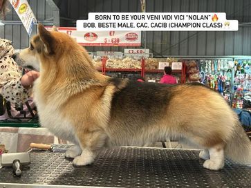 schaal der kempen belgie Nolan BOB 25