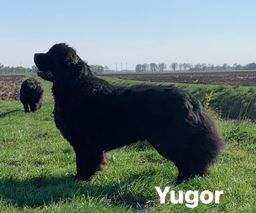 yugor4