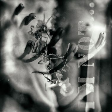 Manana05