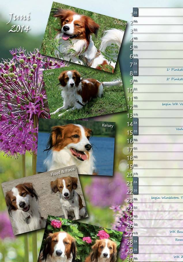 Momenteel wordt de kooikerkalender van het kooikerforum voor volgend jaar gemaakt. Quido heeft een plekje in de maand juni!
