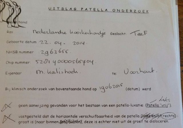 Dit betekent dat Fayah geen Patella Luxatie heeft. De uitslag is voor links PL-goed (v) en rechts PL-goed (l).
