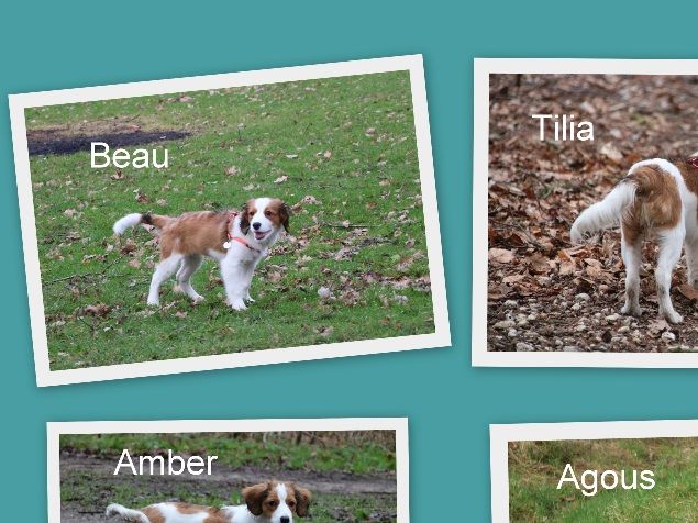 Van de foto's gemaakt tijdens onze bezoeken aan de pups van de afgelopen weken, deze collage gemaakt. Wat zijn ze leuk allemaal!