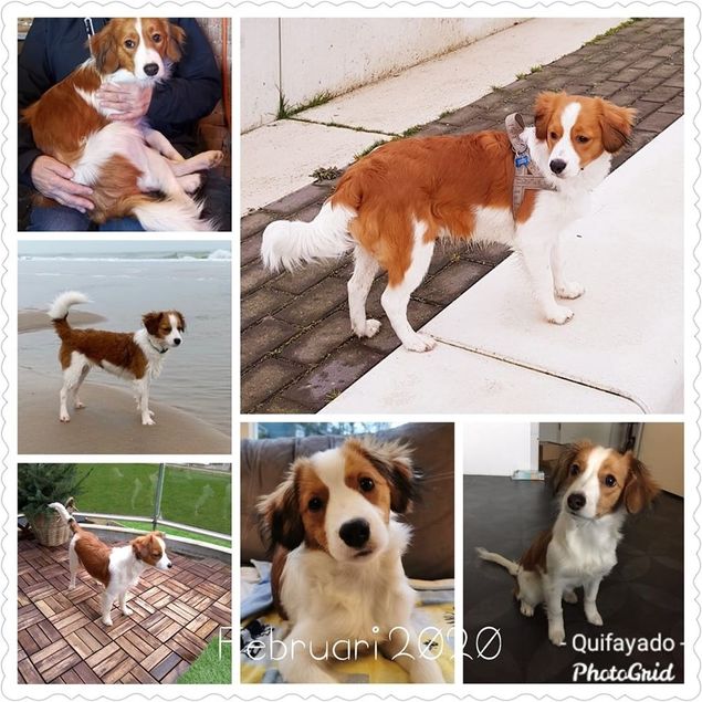Wat een mooie en lieve hondjes zijn het inmiddels!