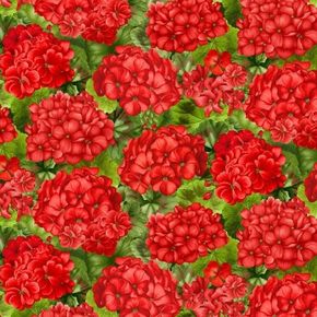 Scarlet Beauty