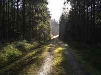 Gammal bruksväg genom Hålt till Stora och Lilla Bjurevatten. Här kan m