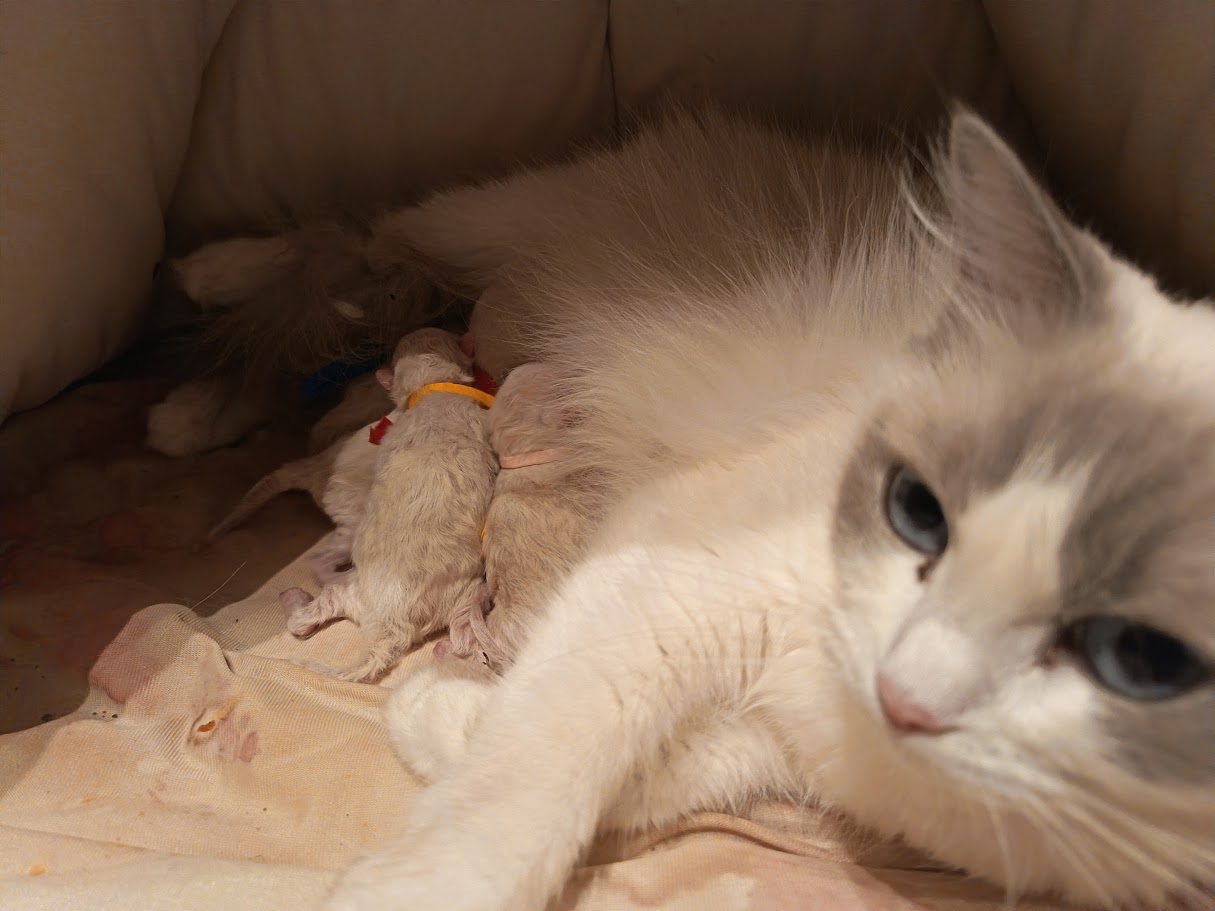 Kittens gbd 02/03/2026