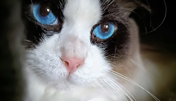 Afbeelding zonder ALT