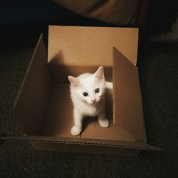 kat in doos