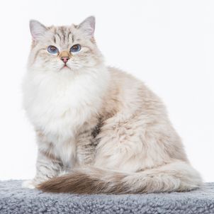 Bruntabby mitted