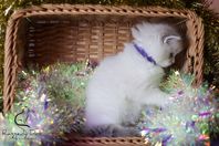 S*Raggedy Doll Miss Mixie