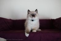 IMG_0704