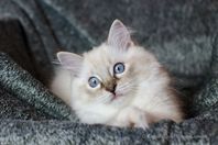 S*Raggedy Doll Larizza