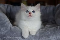 S*Raggedy Doll Kozmozkatten