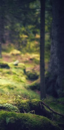 Konferens i naturen och skogen Konferens i naturen och skogen