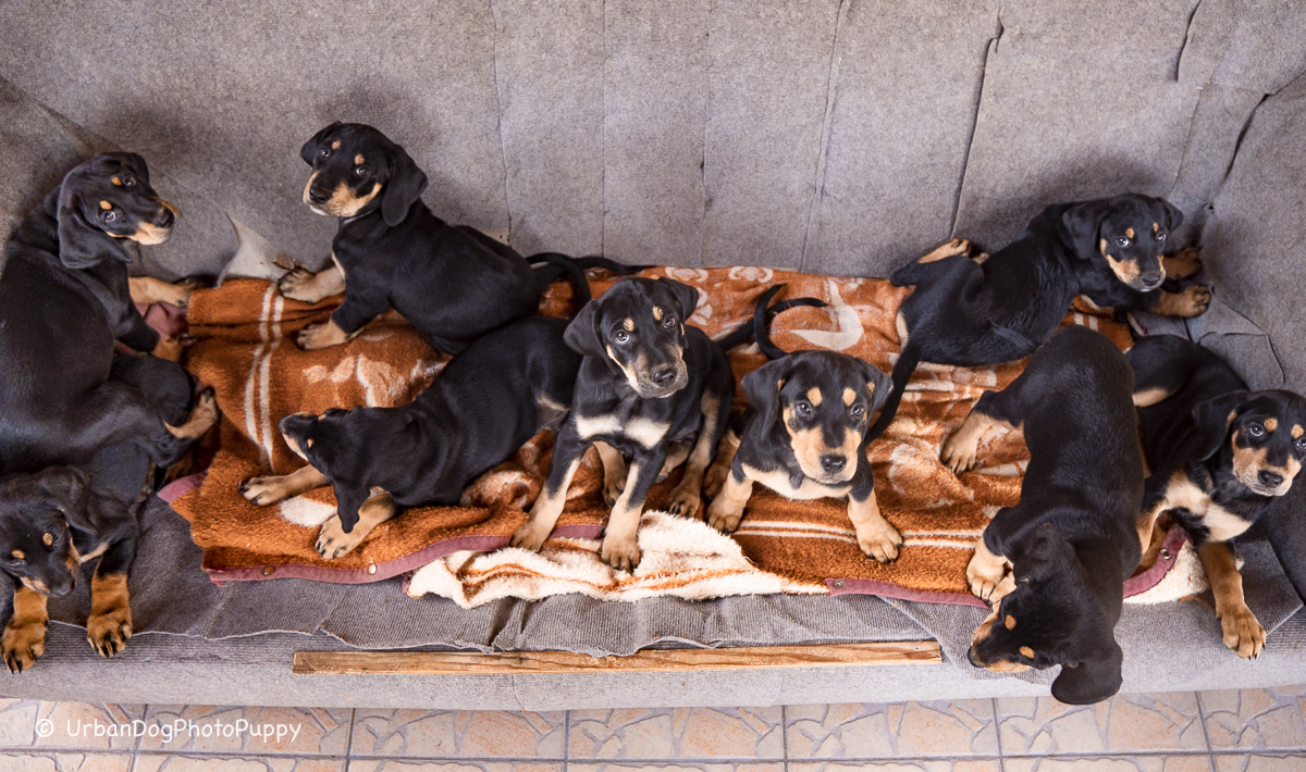 Rákosparti-Hajtó — kép 6
