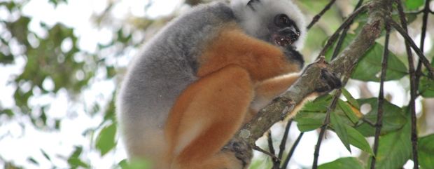 Andasibe_golden_sifaka_ramartour