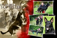 Djurlofs Jax Teller kollage