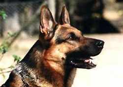 Silverpilens Arko