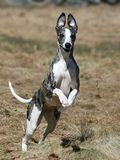 Sally_2011-04-09.4044