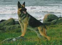 Alex