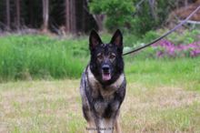 Åska (2)