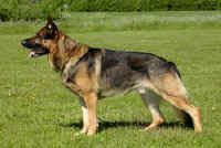 benson_uppstalld_small
