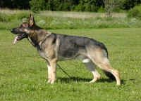 canis_small