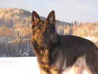 Dingo_small