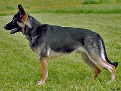 Herman