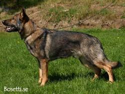 hast202