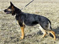 lycka090321