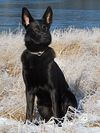 Molly_vinter_2009