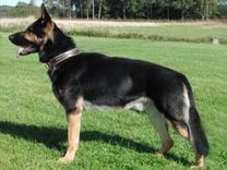 Nitro_090905