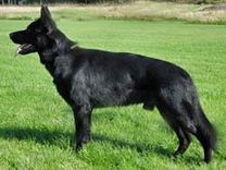nero_090905