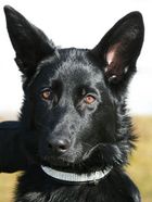 oxie090325