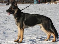 rolig_2011_02_12