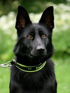 tess_huvud_juli_2011