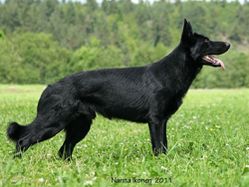 timber_juni2011
