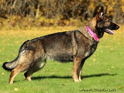 trassla_2013_10_11