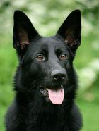 trixa_huvud_juli_2011