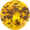 Gul