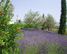 Lavender fields