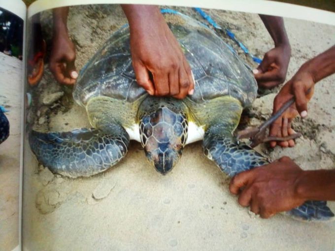 Tortue marine