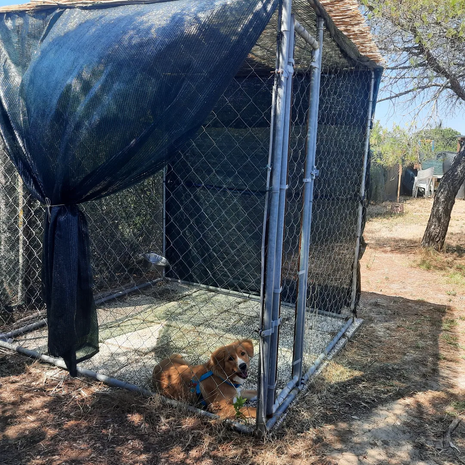 dog parking orbetello monte argentario___serialized2