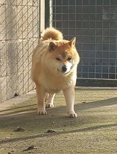 Aki