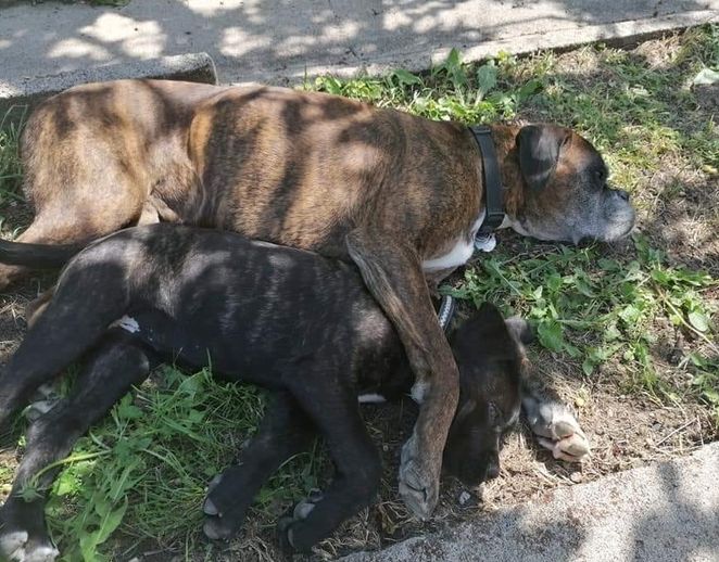 Cassie et grand frère
