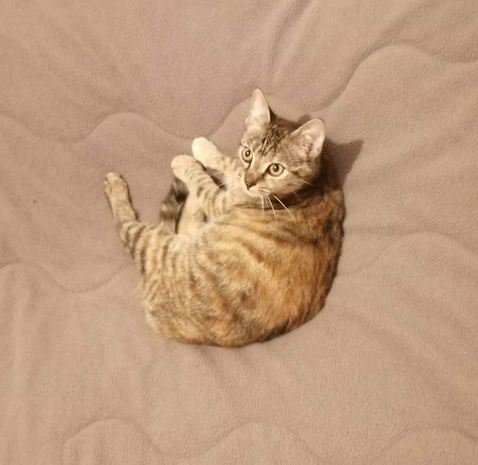 Lili